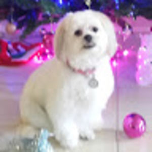 Meet your Posher, Lee